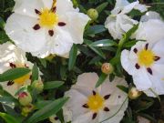 Flor de la Jara. Herreruela, Cceres